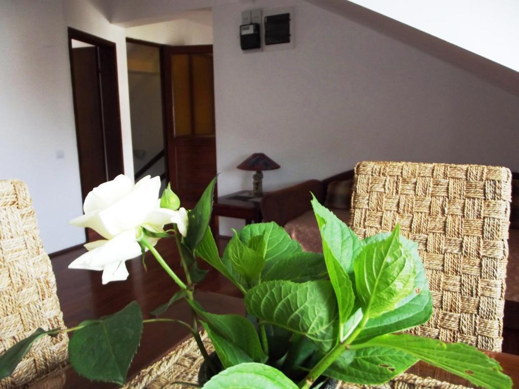 Apartments Budva Center Værelse billede